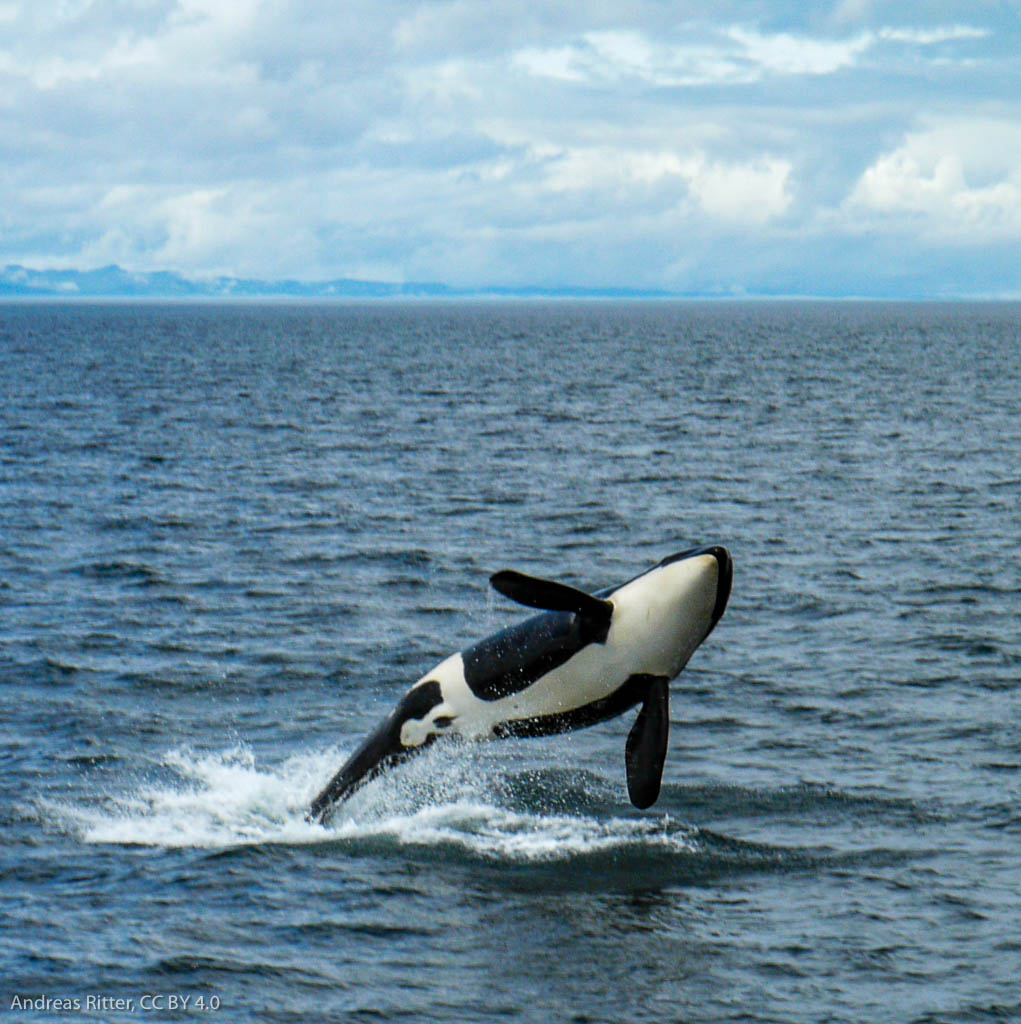 orca, jumping out of the water
